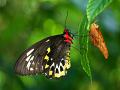 342 - BUTTERFLIES - NAZOR DIJANA - croatia